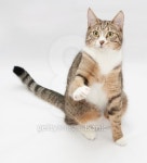 Striped cat sitting, stretching his paw 이미지 (477089869) - 게티이미지뱅크 Striped cat sitting, stretching his paw