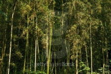 Phyllostachys bambusoides, Poaceae, edible, Japan 이미지 (510267365) - 게티이미지뱅크 Phyllostachys bambusoides, Poaceae... 