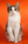 Striped kitten sitting on orange 이미지 (513725143) - 게티이미지뱅크 Striped kitten sitting on orange