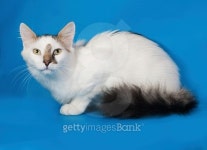 White spotted kitten sitting on blue 이미지 (516915723) - 게티이미지뱅크 White spotted kitten sitting on blue