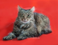 Fluffy tabby cat lying on red 이미지 (516162929) - 게티이미지뱅크 Fluffy tabby cat lying on red