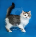 Fluffy little white kitten with spots are on blue 이미지 (529206147) - 게티이미지뱅크 Fluffy little white kitten with spots... 