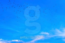 Flock of starlings 이미지 (516872043) - 게티이미지뱅크 Flock of starlings