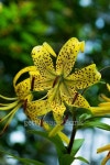 Lilium lancifolium var. flaviflorum, Liliaceae, Tsushima specialty 이미지 (517042649) - 게티이미지뱅크 Lilium lancifolium... 