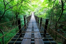 Shiomi Falls Suspension Bridge 이미지 (521231187) - 게티이미지뱅크 Shiomi Falls Suspension Bridge