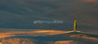 Tuscan lone cypress 이미지 (487673829) - 게티이미지뱅크 Tuscan lone cypress