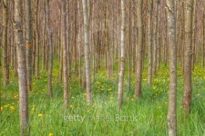 Tree trunks in greenery 이미지 (489488263) - 게티이미지뱅크 Tree trunks in greenery