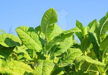 growing tobacco in a field in Poland 이미지 (510158435) - 게티이미지뱅크 growing tobacco in a field in Poland