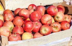 Apples for sale at the local farmers market 이미지 (516246609) - 게티이미지뱅크 Apples for sale at the local farmers market