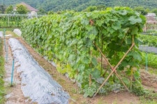 vegetable growing in a raised vegetable garden 이미지 (510398045) - 게티이미지뱅크 vegetable growing in a raised vegetable garden