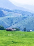 Landscape of the lined Green terraced  rice field 이미지 (487155987) - 게티이미지뱅크 Landscape of the lined Green terraced... 