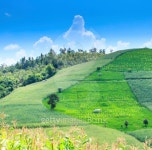 Landscape of the lined Green terraced rice and corn field 이미지 (486857567) - 게티이미지뱅크 Landscape of the lined Green... 