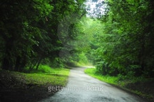 Road through forest 이미지 (503491241) - 게티이미지뱅크 Road through forest