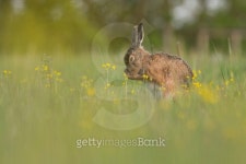 Brown hare 이미지 (493915975) - 게티이미지뱅크 Brown hare