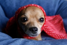 Pretty doggie 이미지 (474937219) - 게티이미지뱅크 Pretty doggie