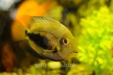 golden color fish in aquarium 이미지 (514343025) - 게티이미지뱅크 golden color fish in aquarium