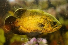 golden color fish in aquarium 이미지 (514324157) - 게티이미지뱅크 golden color fish in aquarium