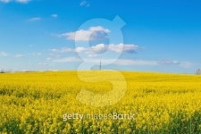 Canola field with electrical pole 이미지 (490313953) - 게티이미지뱅크 Canola field with electrical pole