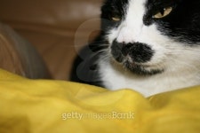 MilÃ¹ 이미지 (495420883) - 게티이미지뱅크 MilÃ¹