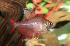 White Finned Rosy Tetra in an Aquarium 이미지 (497430919) - 게티이미지뱅크 White Finned Rosy Tetra in an Aquarium