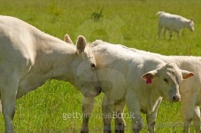Beef Calves 이미지 (515701521) - 게티이미지뱅크 Beef Calves