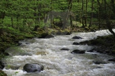 Mountain River in the wood, Borjomi, Georgia 이미지 (508473397) - 게티이미지뱅크 Mountain River in the wood, Borjomi, Georgia