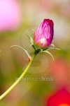 Pink cosmos bud close up 이미지 (465959955) - 게티이미지뱅크 Pink cosmos bud close up