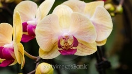 Beautiful orchid - phalaenopsis 이미지 (480748419) - 게티이미지뱅크 Beautiful orchid - phalaenopsis