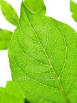 Leaf Veins 이미지 (513907915) - 게티이미지뱅크 Leaf Veins