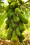 파파프루츠(Papa Fruits) | fruitful papaya fruits on tree in Thailand 이미지 (499555363) - 게티이미지뱅크 fruitful papaya fruits on tree in Thailand