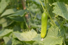 cucumber 이미지 (513883625) - 게티이미지뱅크 cucumber