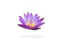 Violet lotus on white background 이미지 (504586589) - 게티이미지뱅크 Violet lotus on white background