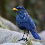 Blue Whistling Thrush  Bird 이미지 (464208057) - 게티이미지뱅크 Blue Whistling Thrush  Bird