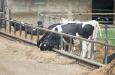 Cows 이미지 (487362493) - 게티이미지뱅크 Cows