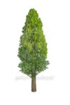 tree 이미지 (518175917) - 게티이미지뱅크 tree