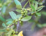 Green Tree buds 이미지 (511242277) - 게티이미지뱅크 Green Tree buds