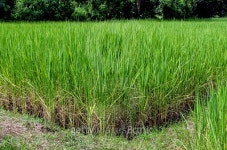 rice field. 이미지 (522425769) - 게티이미지뱅크 rice field.