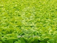 Hydroponic lettuce 이미지 (517057239) - 게티이미지뱅크 Hydroponic lettuce