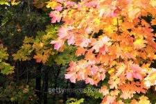golden autumn 이미지 (522015349) - 게티이미지뱅크 golden autumn
