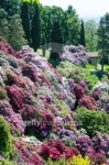 Bell flower plant in a garden of italy 이미지 (494300603) - 게티이미지뱅크 Bell flower plant in a garden of italy