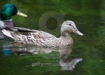 Mallard 이미지 (491685247) - 게티이미지뱅크 Mallard