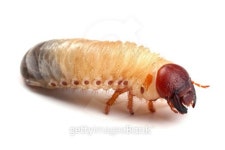 Larva of beetle isolated on white 이미지 (487486897) - 게티이미지뱅크 Larva of beetle isolated on white