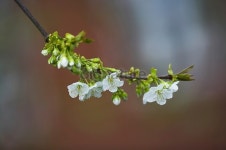 Springtime 이미지 (522314129) - 게티이미지뱅크 Springtime