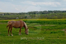 horse and field 이미지 (490613163) - 게티이미지뱅크 horse and field