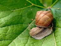 snail 이미지 (514458953) - 게티이미지뱅크 snail