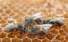 working bees on honeycells 이미지 (491327181) - 게티이미지뱅크 working bees on honeycells