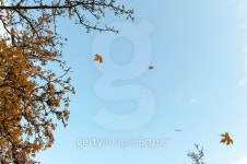 Falling leafs in Autumn 이미지 (524233781) - 게티이미지뱅크 Falling leafs in Autumn