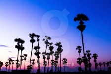 palm trees silhouette on beautiful sunset 이미지 (498750273) - 게티이미지뱅크 palm trees silhouette on beautiful sunset