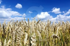 Weizen 이미지 (504102719) - 게티이미지뱅크 Weizen