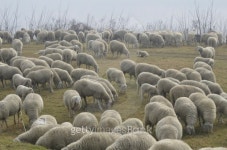 Sheep 이미지 (488473339) - 게티이미지뱅크 Sheep